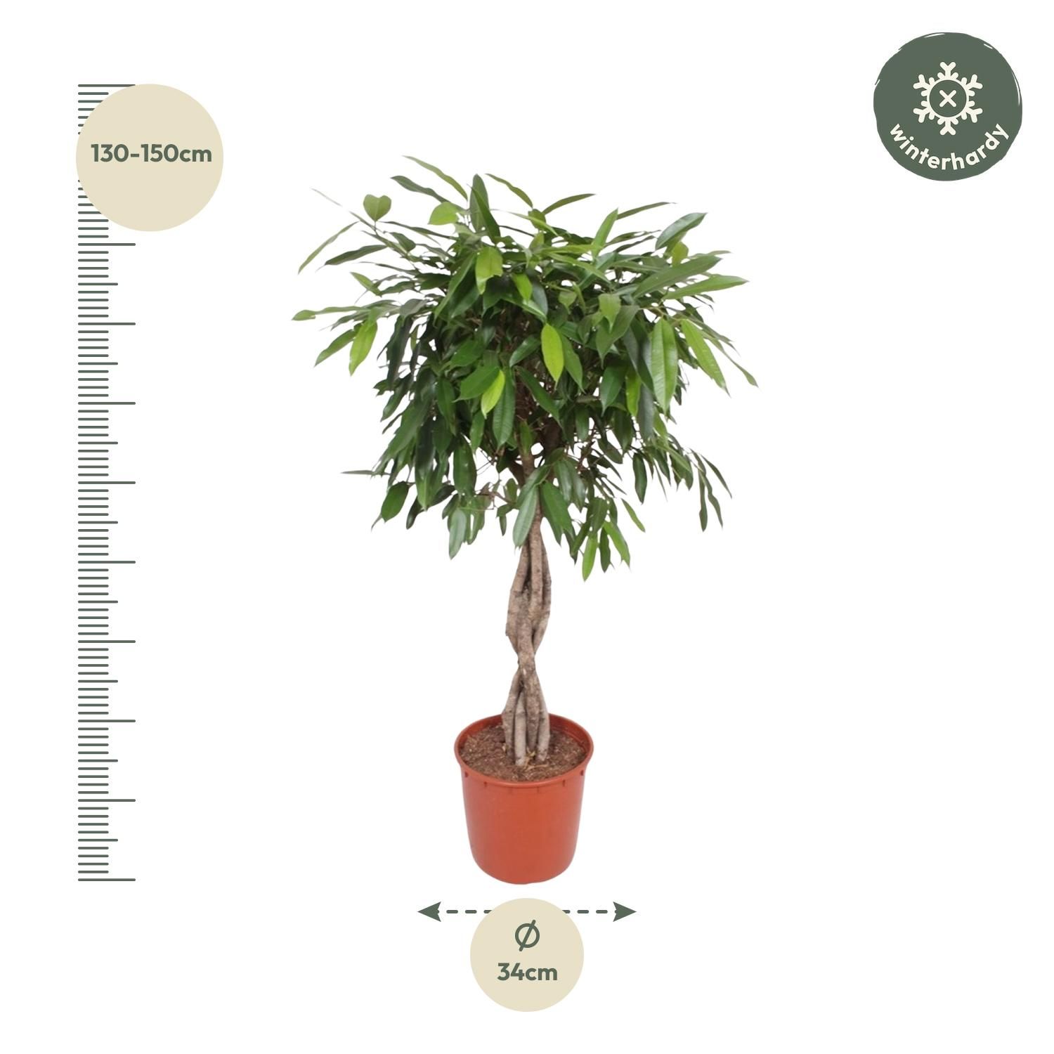 Ficus Amstel King mit geflochtenem Stamm