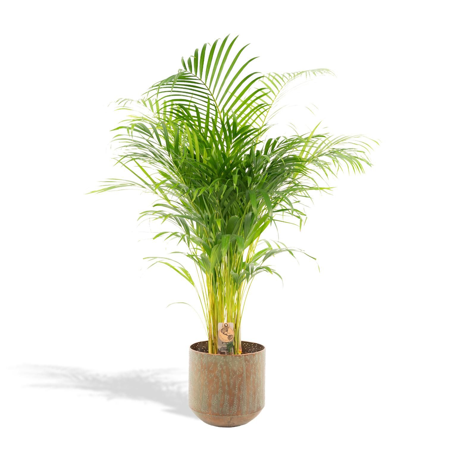 Areca-Palme mit Topf – Eleganter luftreinigender Zimmerpflanzenklassiker
