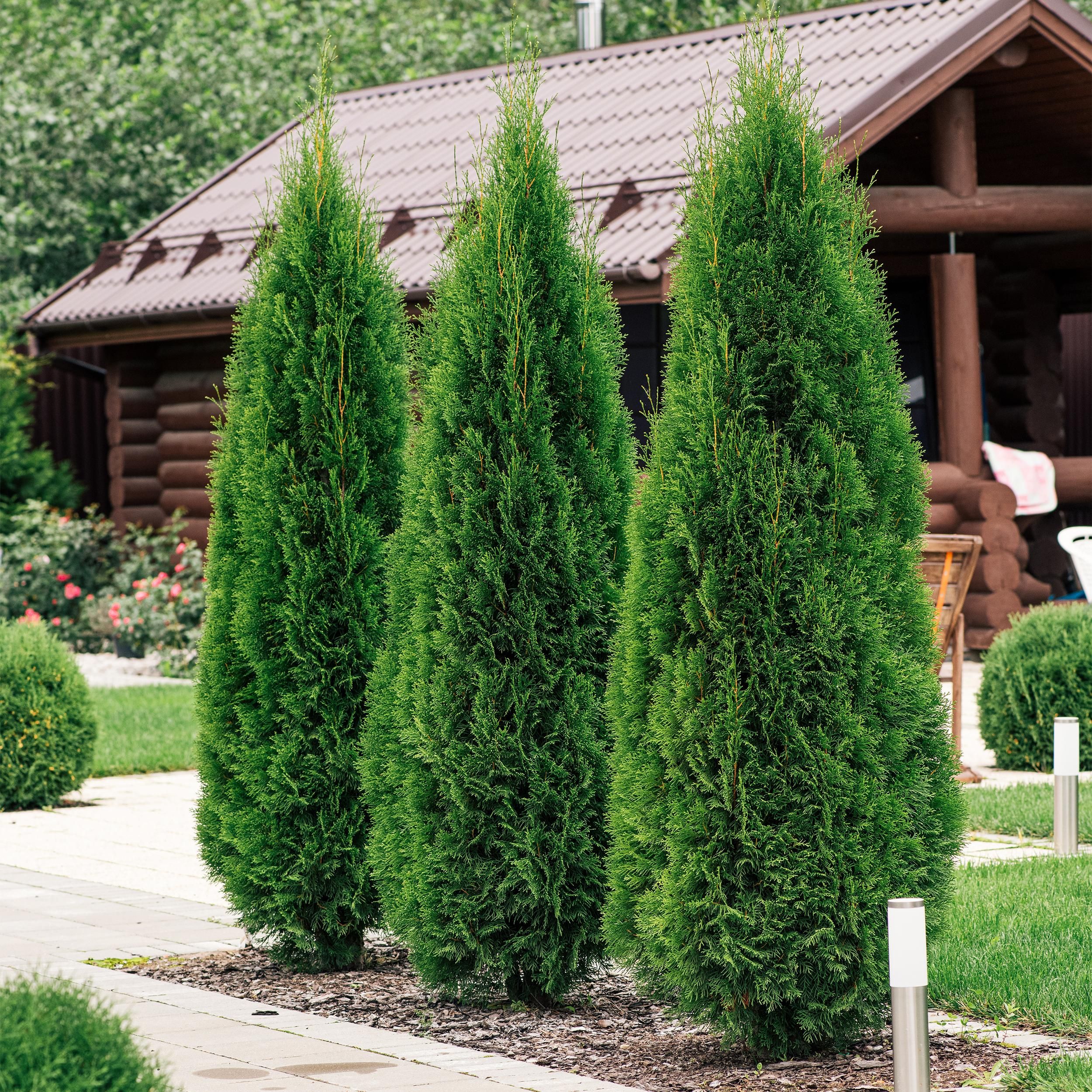 Heckenpflanzen – Thuja occidentalis Smaragd – immergrün | 6 Pflanzen