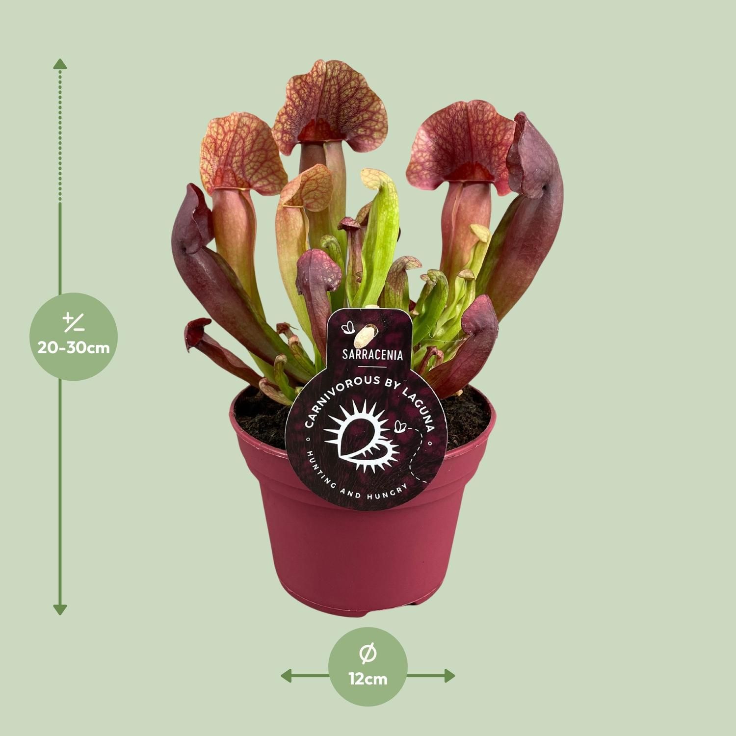 Sarracenia Catesbaei – Fleischfressende Pflanze – Insektenschutz