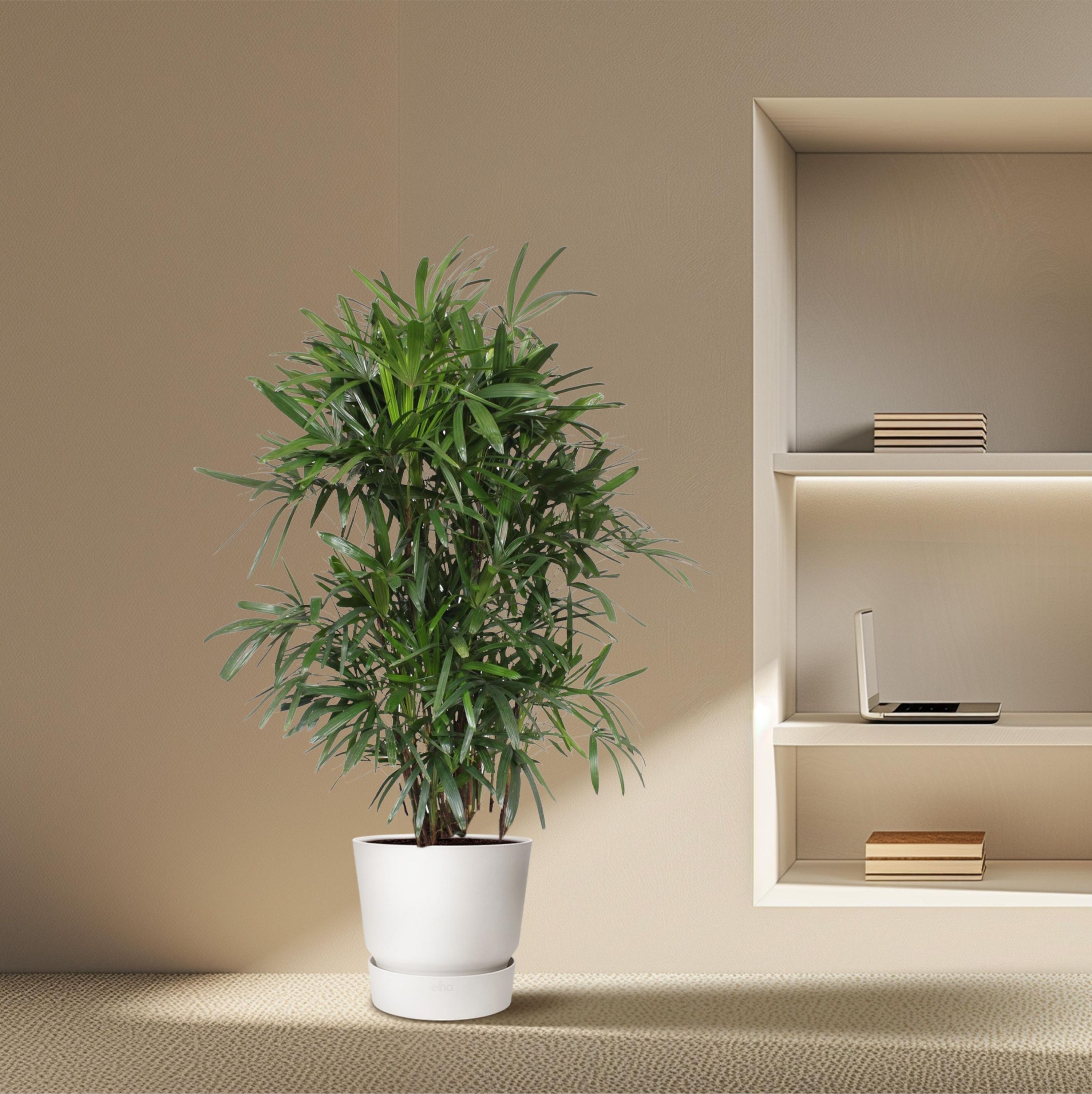 Damenpalme Rhapis Excelsa elegante Zimmerpflanze
