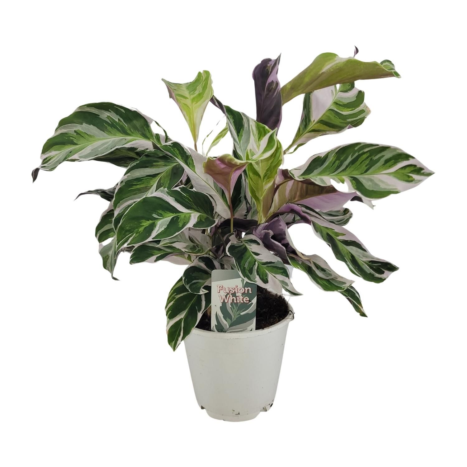Calathea White Fusion – Exotische Pflanze – Ø14cm – ↕40cm