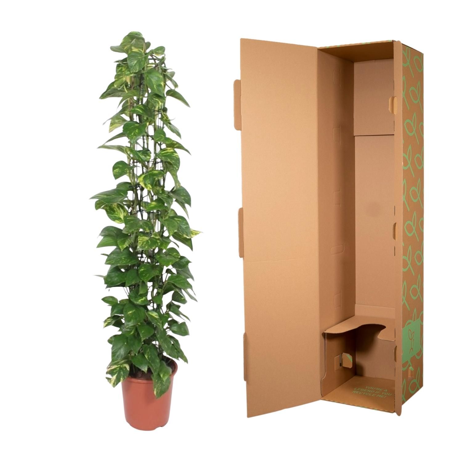 Epipremnum Aureum Kletterpflanze mit Gitter