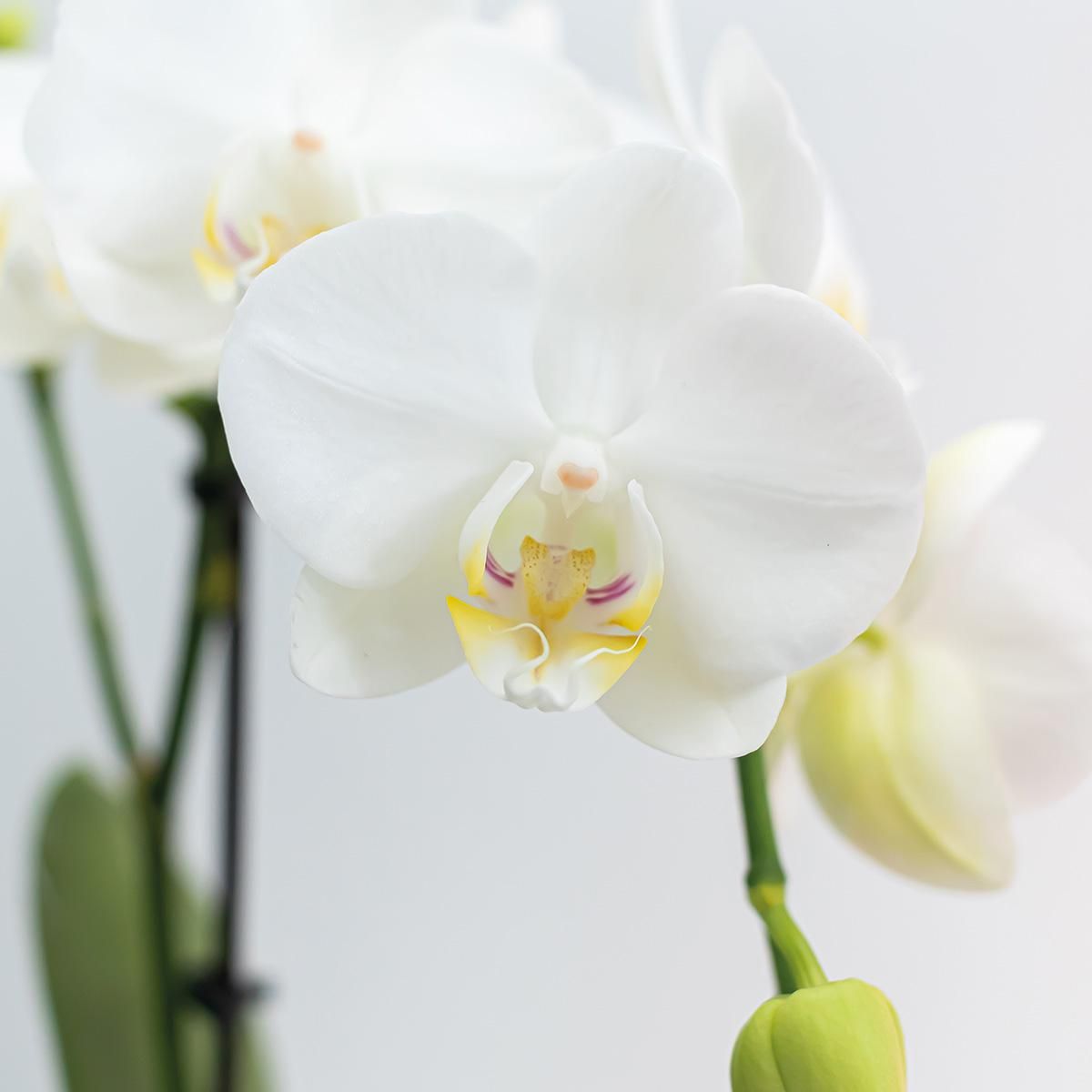 Phalaenopsis Orchidee weiß elegant