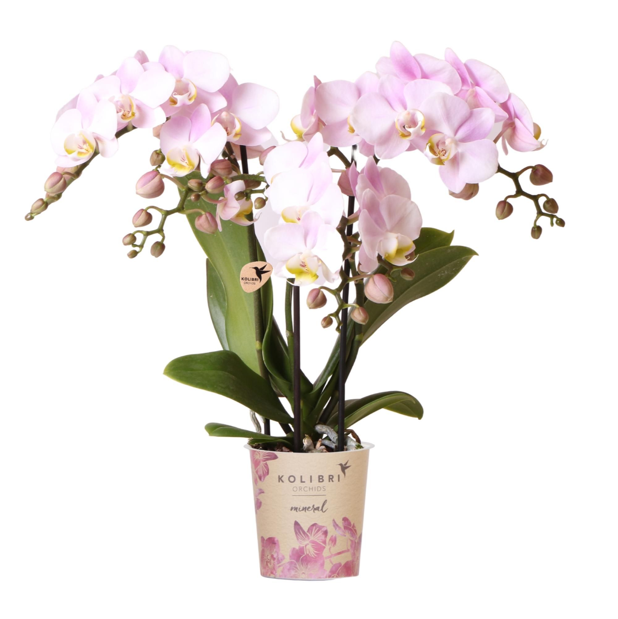 Orchidee Rosa | Phalaenopsis | Topf Ø9cm | Blühende Zimmerpflanze